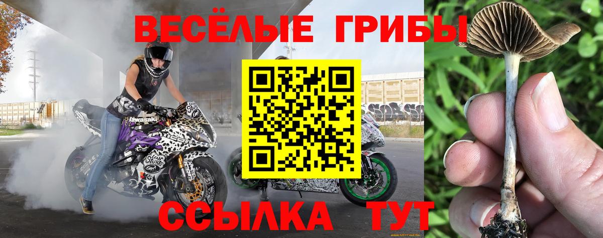 Междуреченск  Галлюциногенные грибы Cubensis  Вход с VPN  Псилоцибиновые грибы Psilocybe 